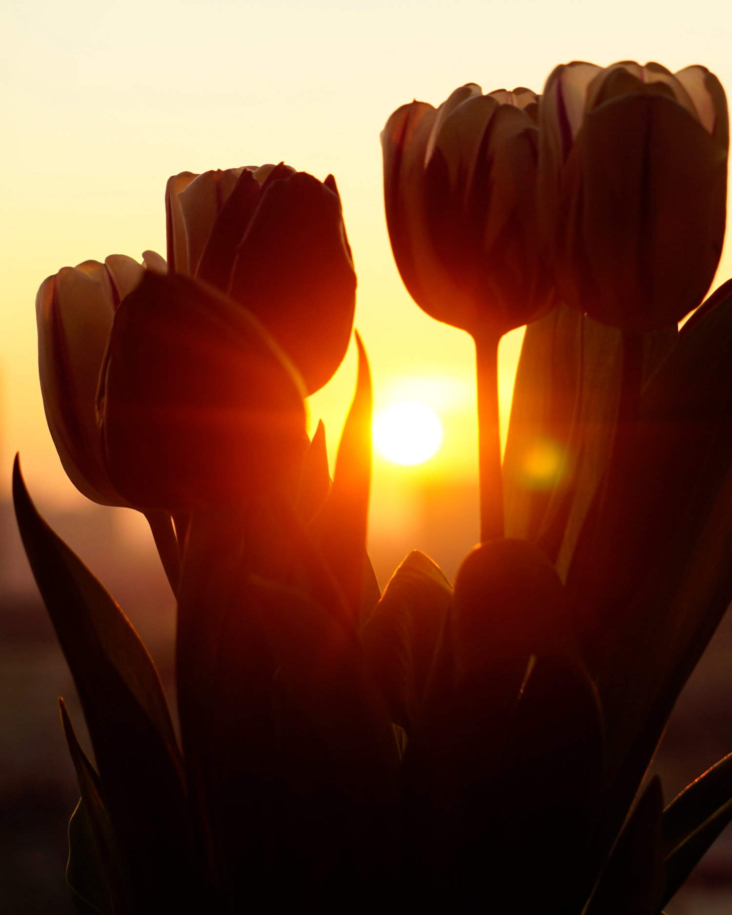 Утренний рассвет