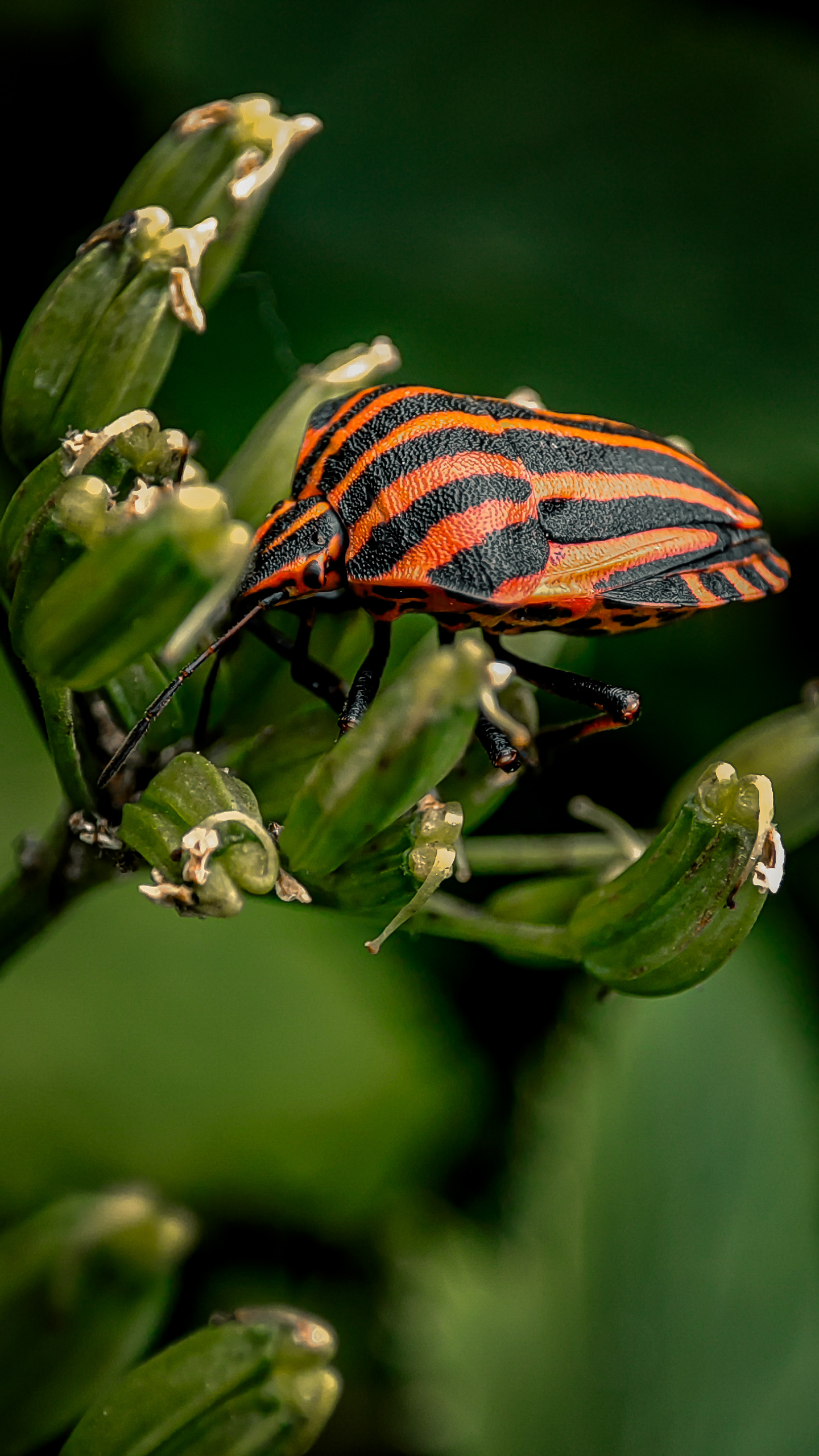 Застенчивый клоп