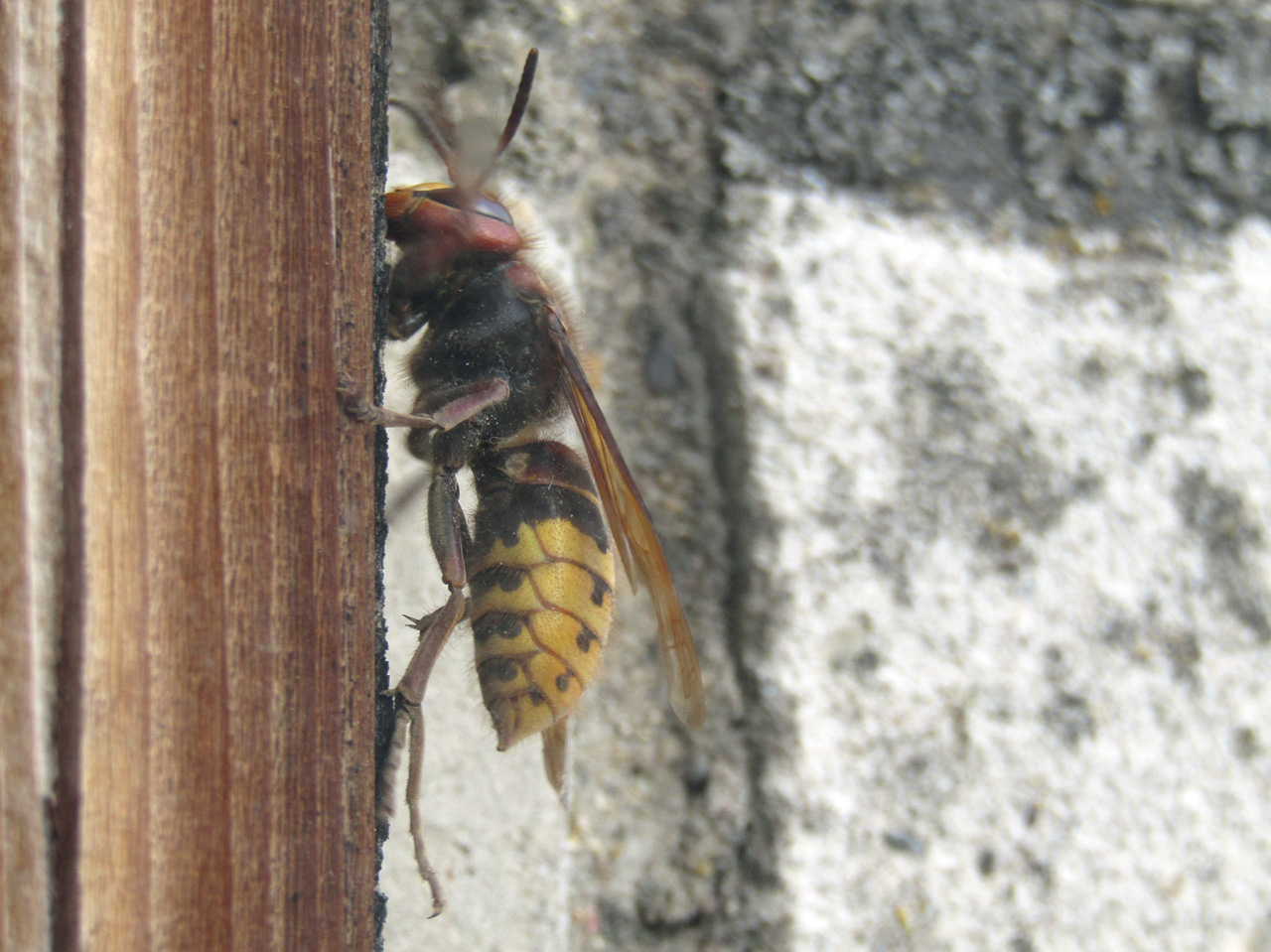 Незваный гость за стеклом