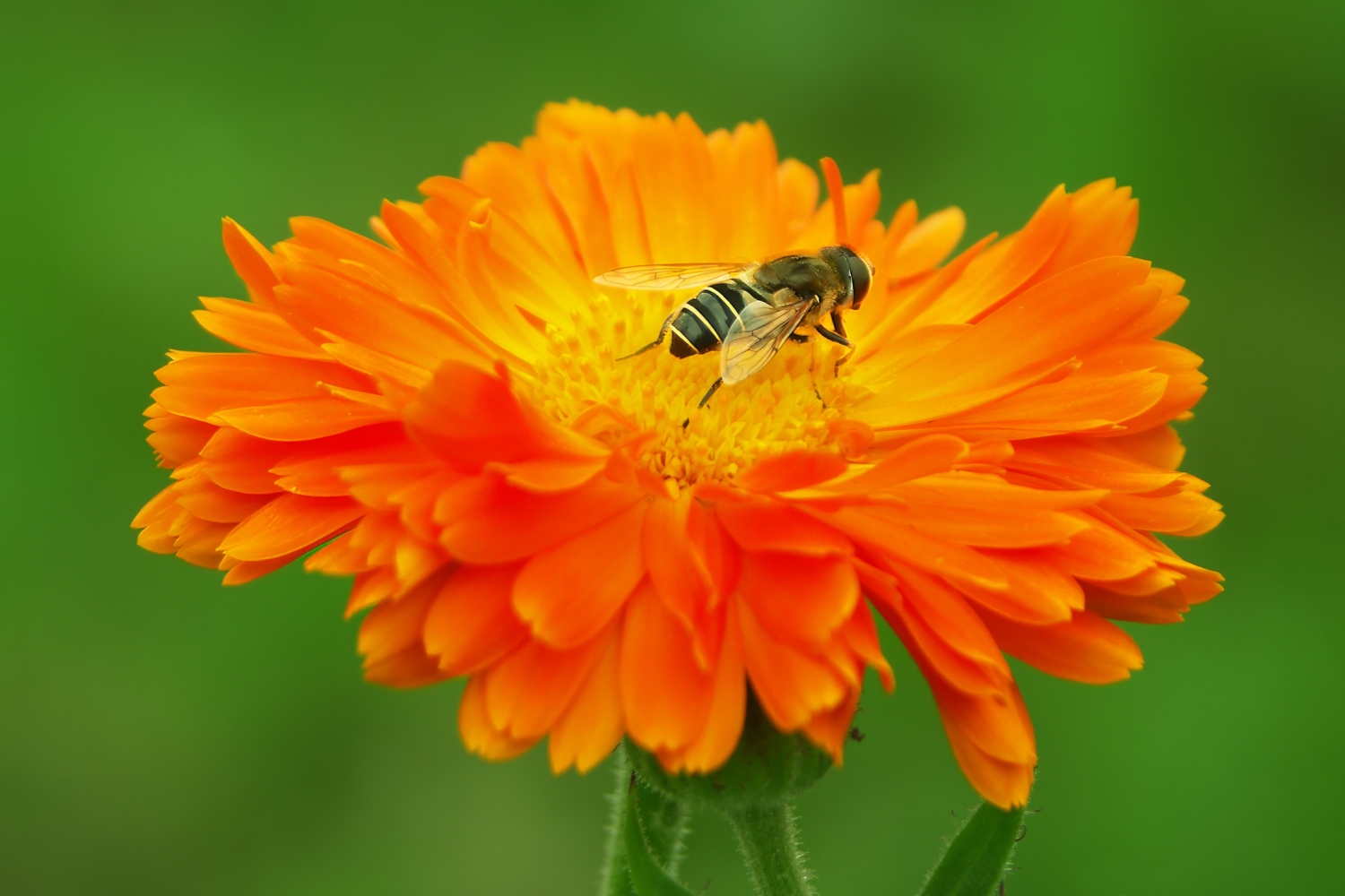 В мягком ворохе подушек...