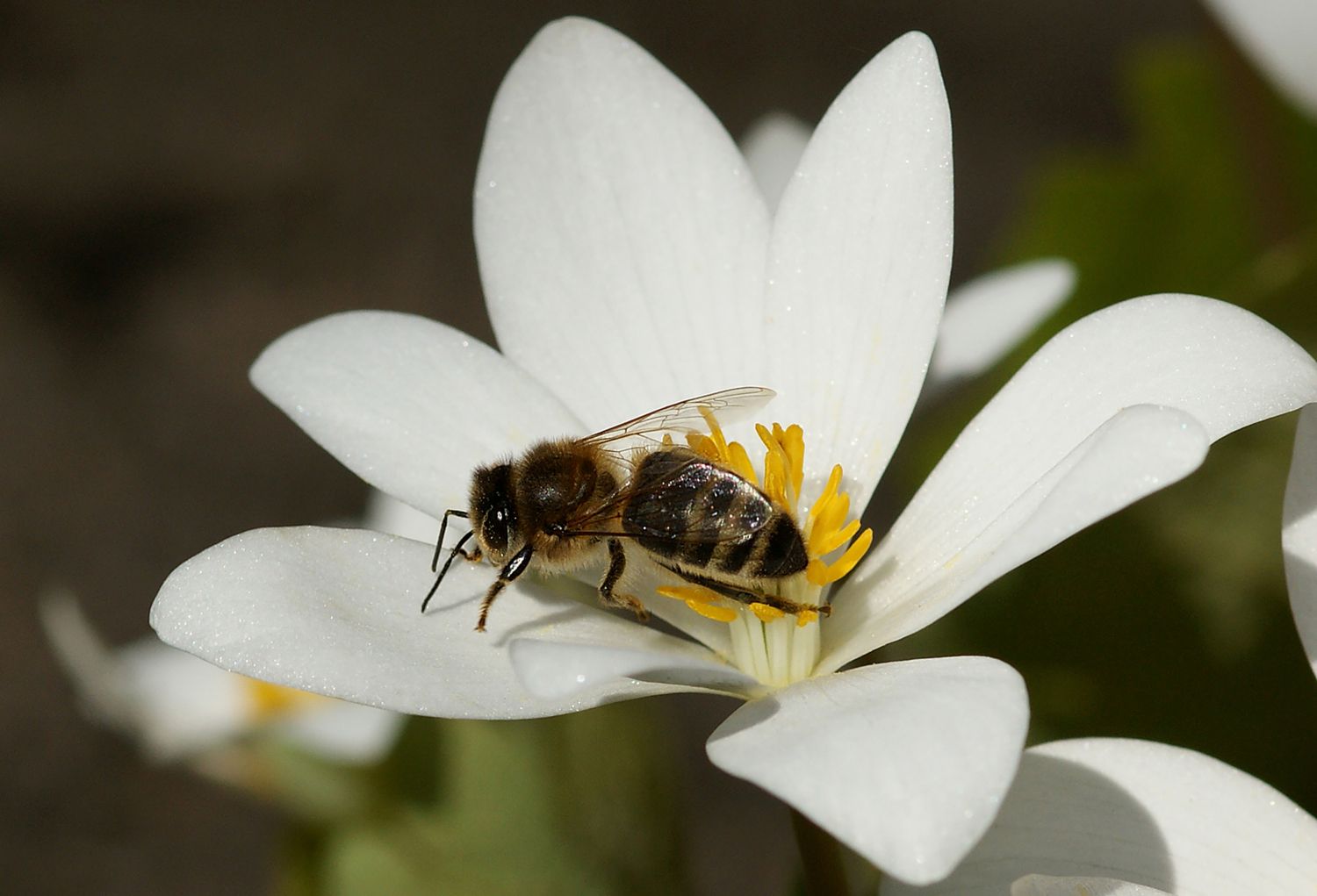 Первое тепло