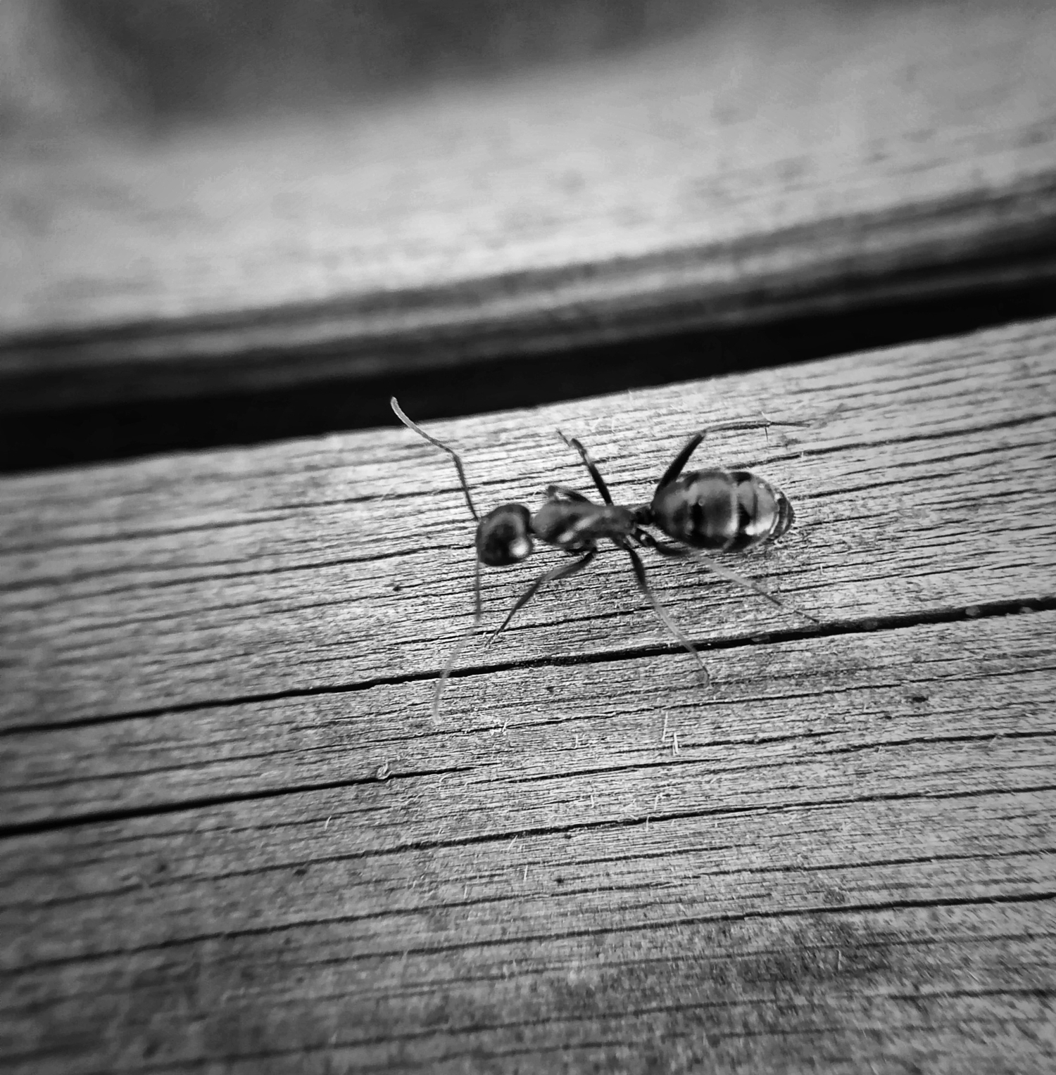 Самый черный и блестящий, Самый сильный — муравей!