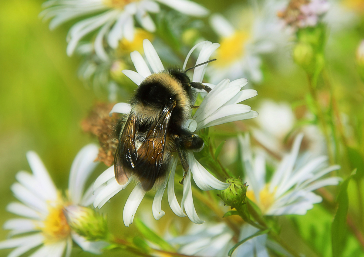 Обнимашки с ромашкой