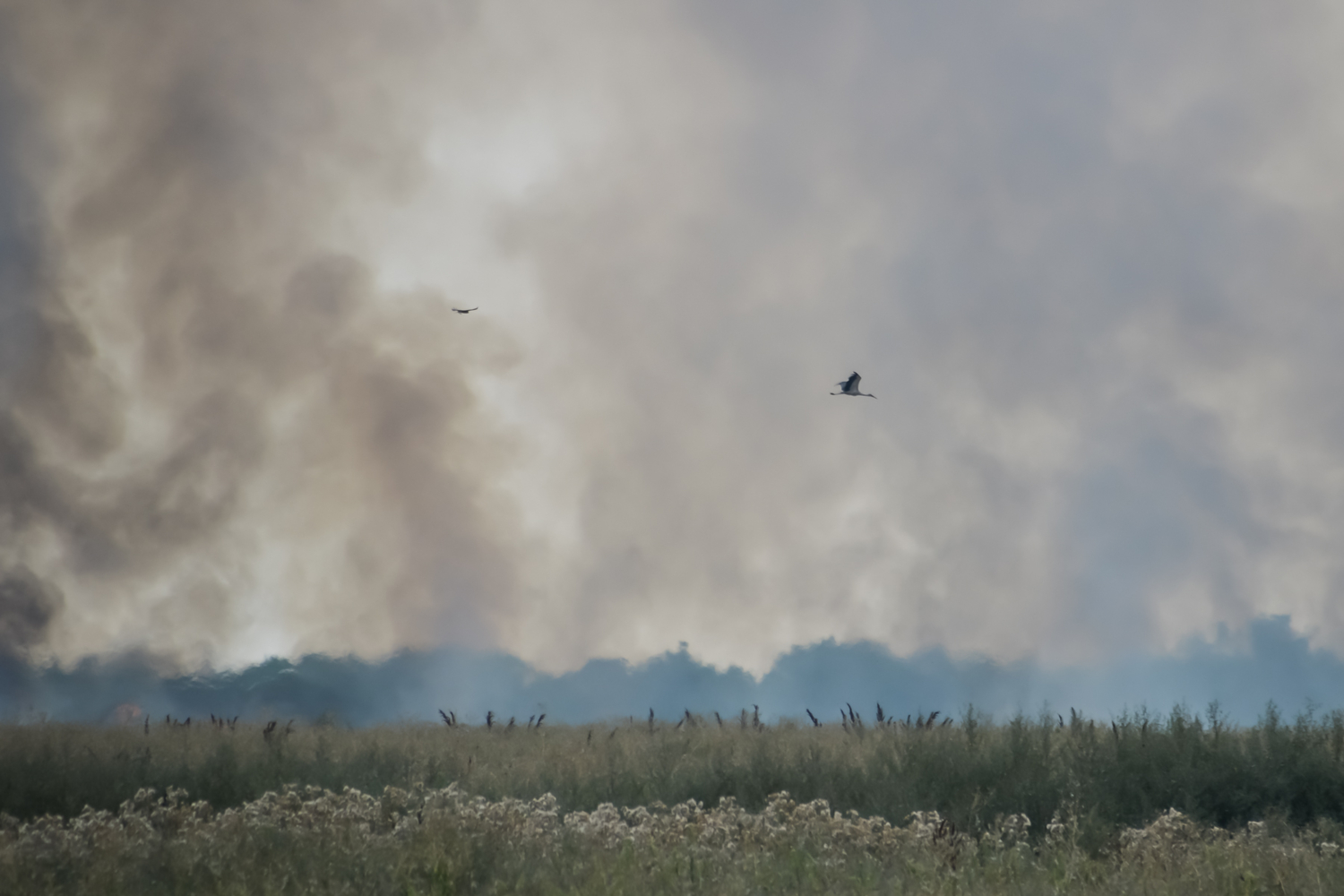 Охота в дымовой завесе