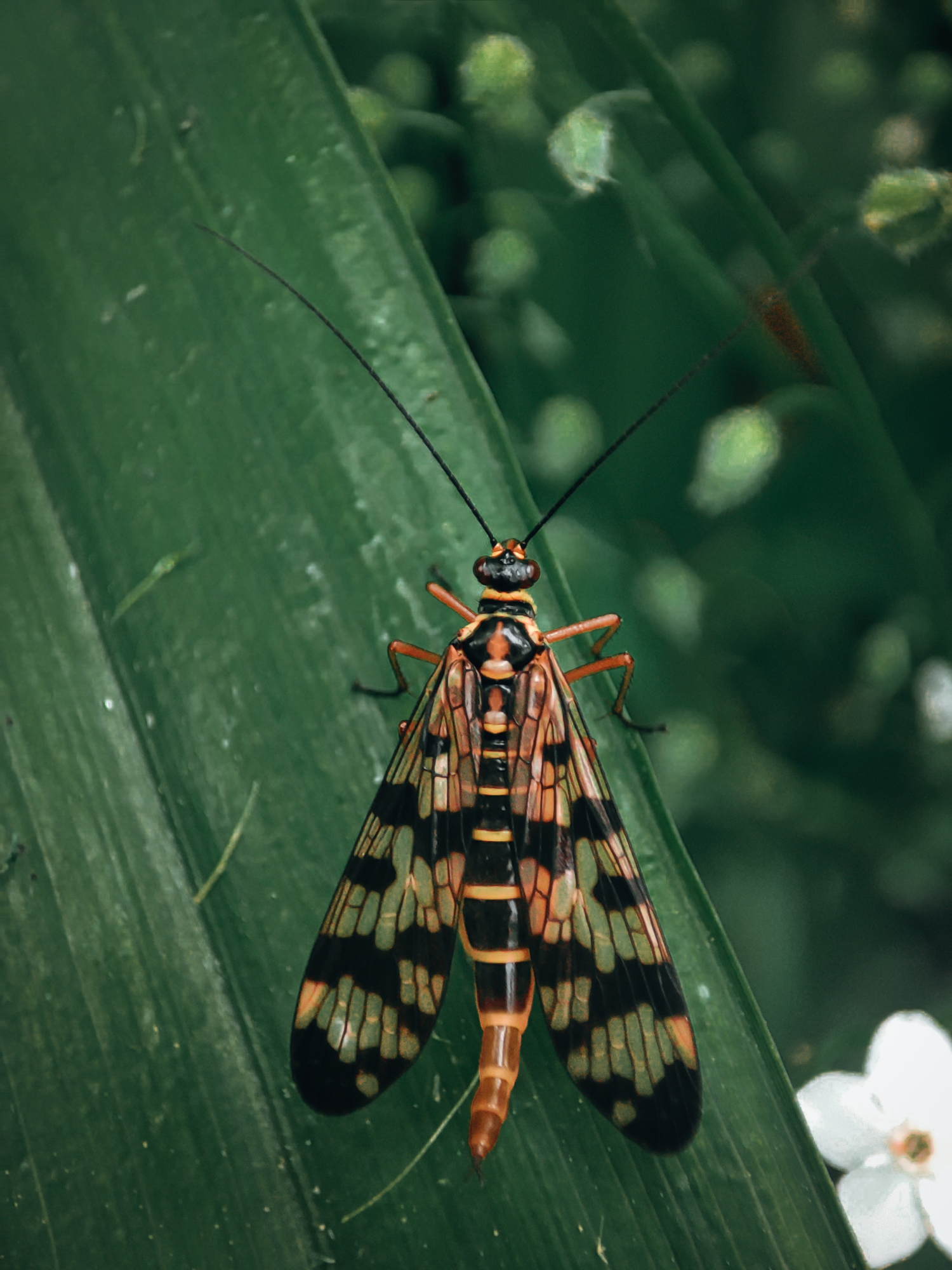 Скорпомуха
