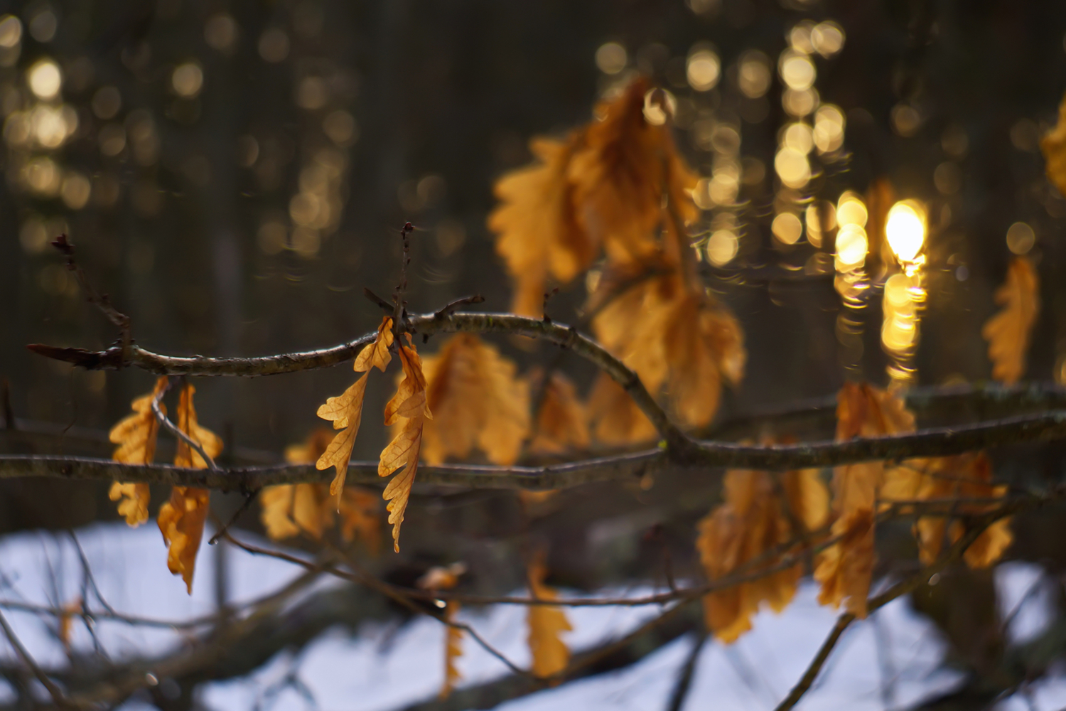 Последний золота всплеск