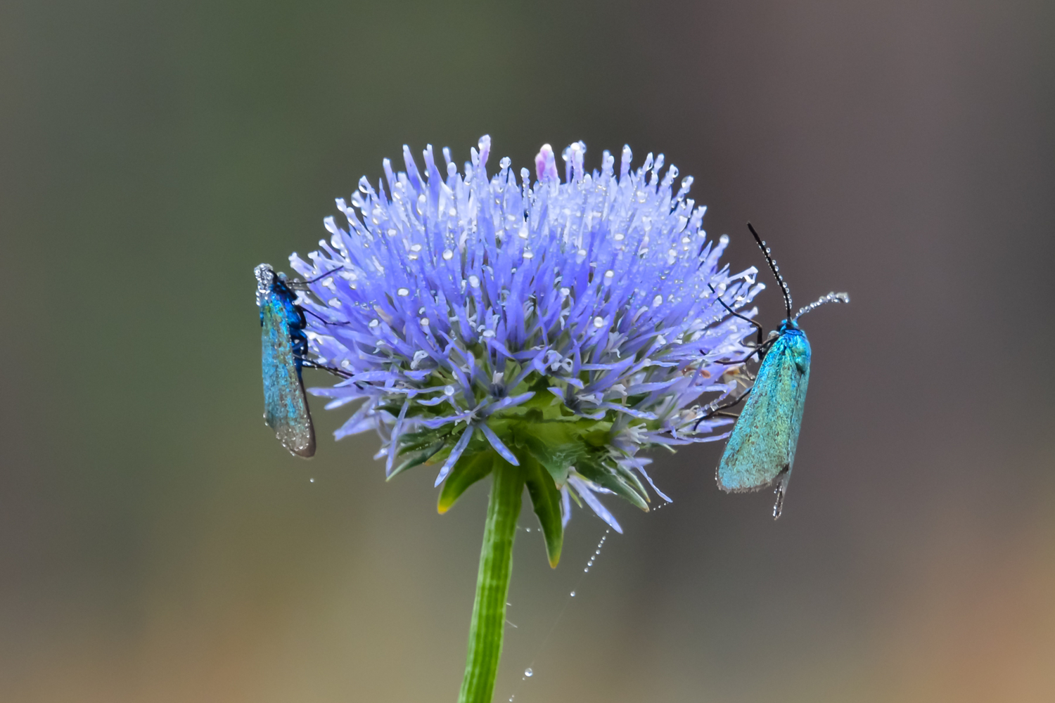 Дамы в бриллиантах