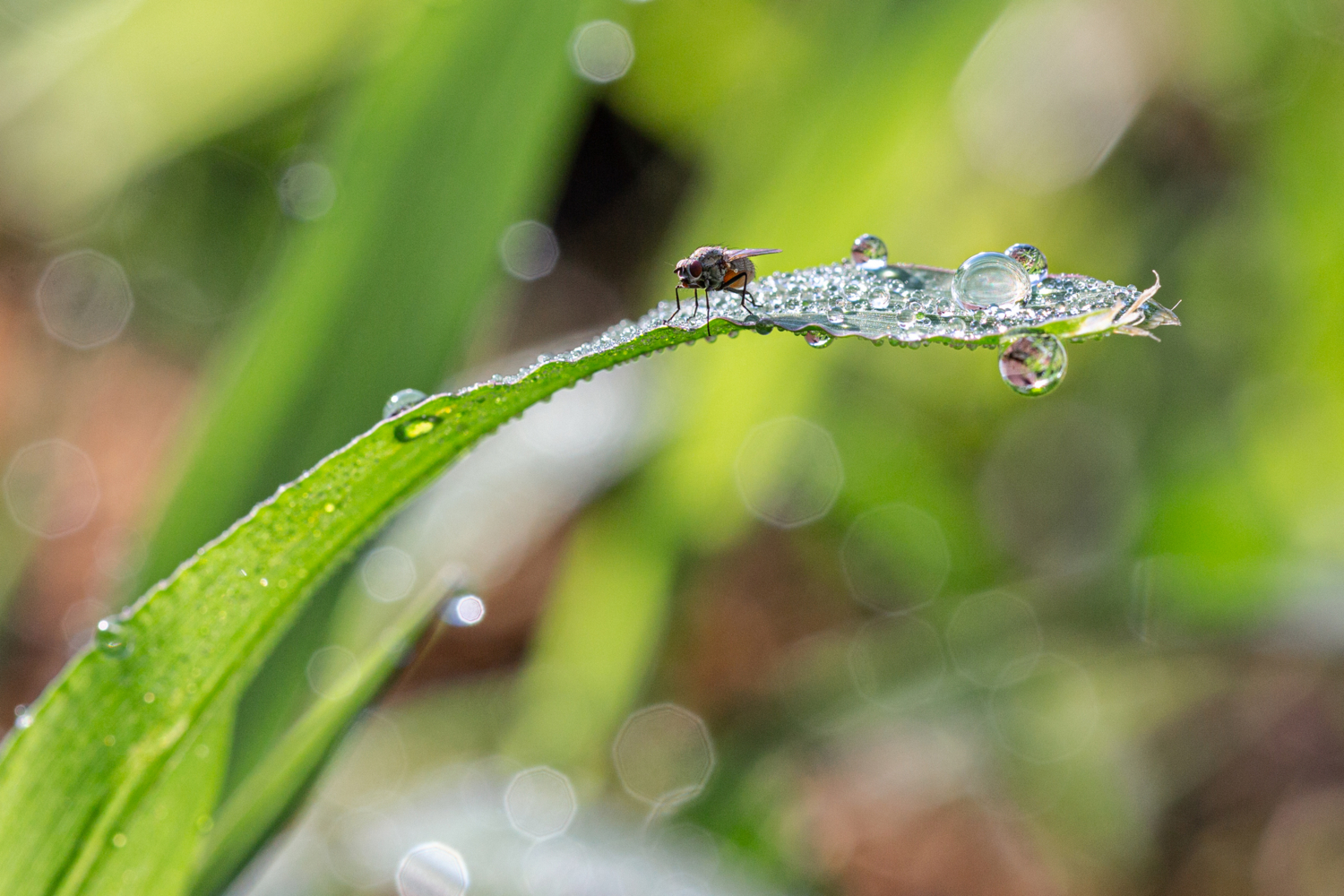 Мушиные росы