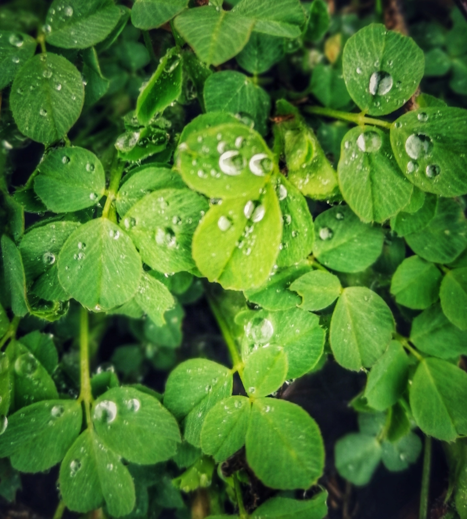 Слеза комсомолки