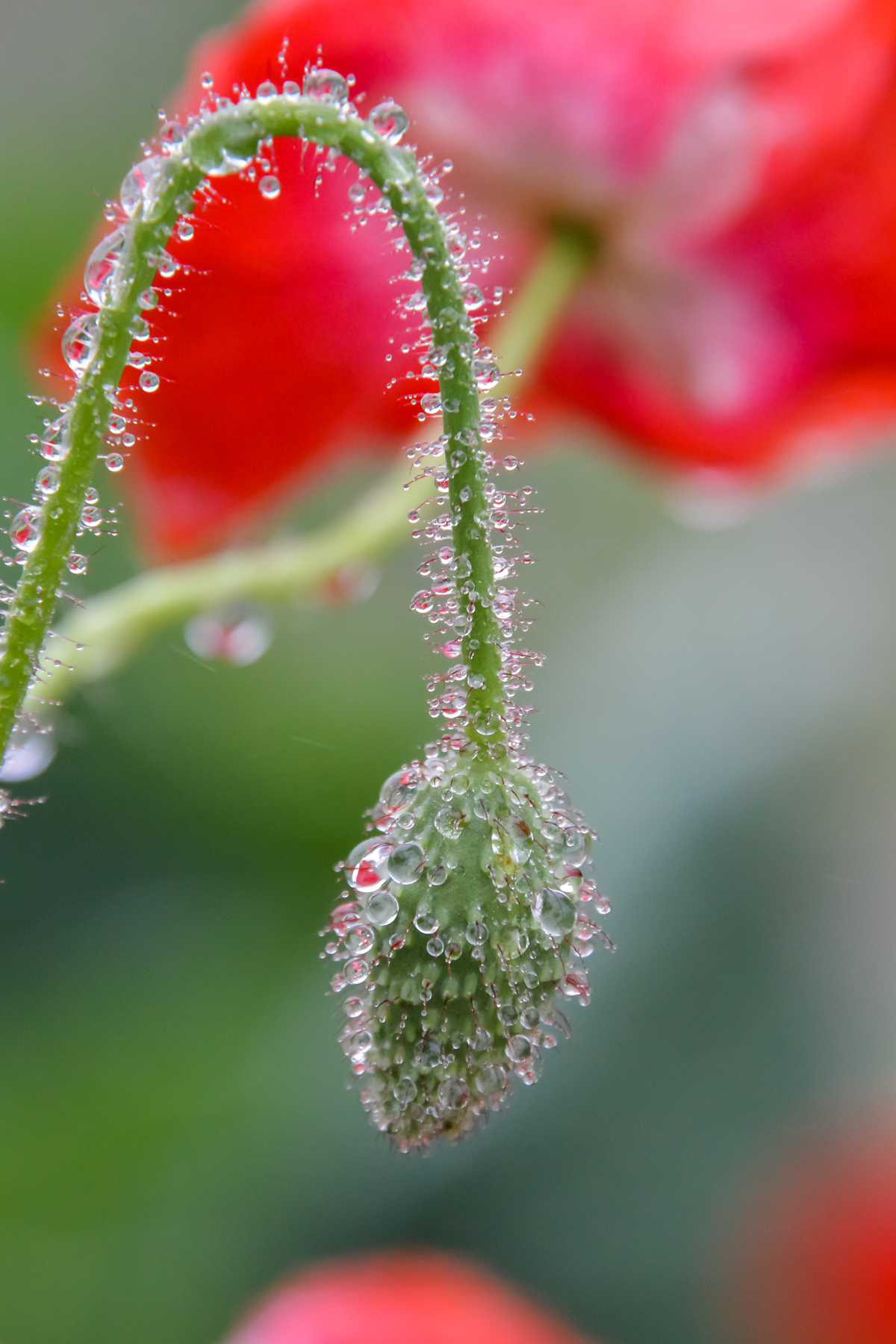 Собиратель воды и красоты