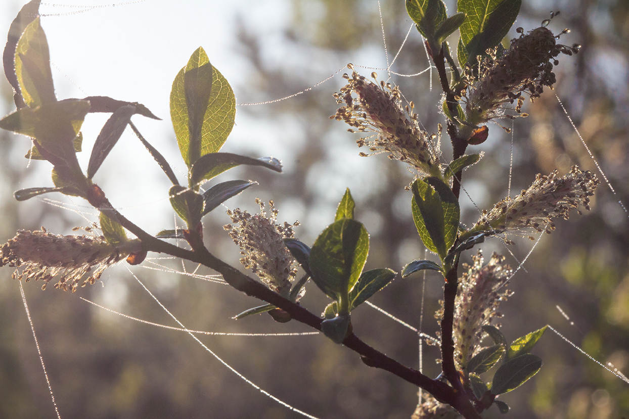 Весенние росы