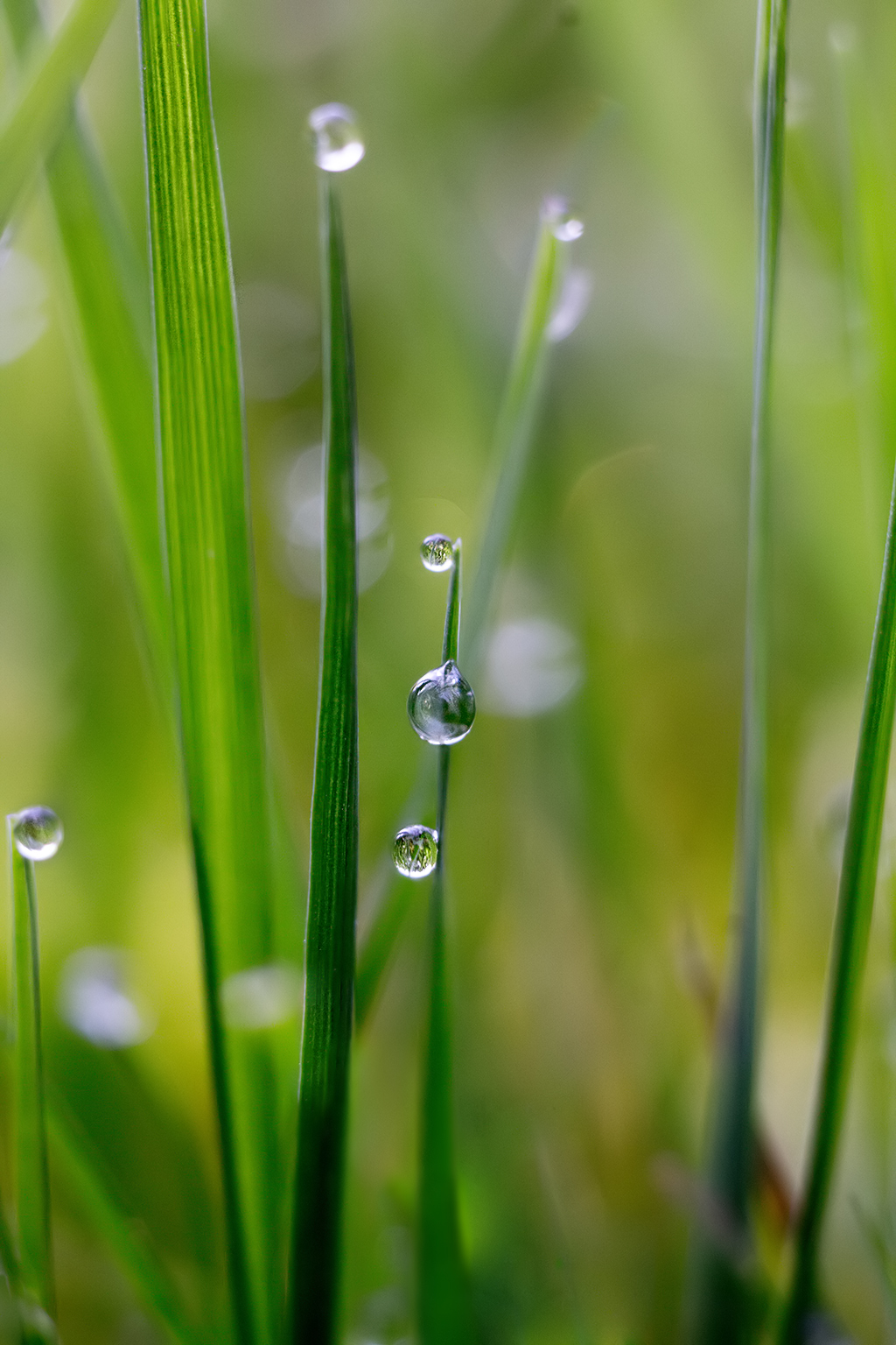 Трава у дома