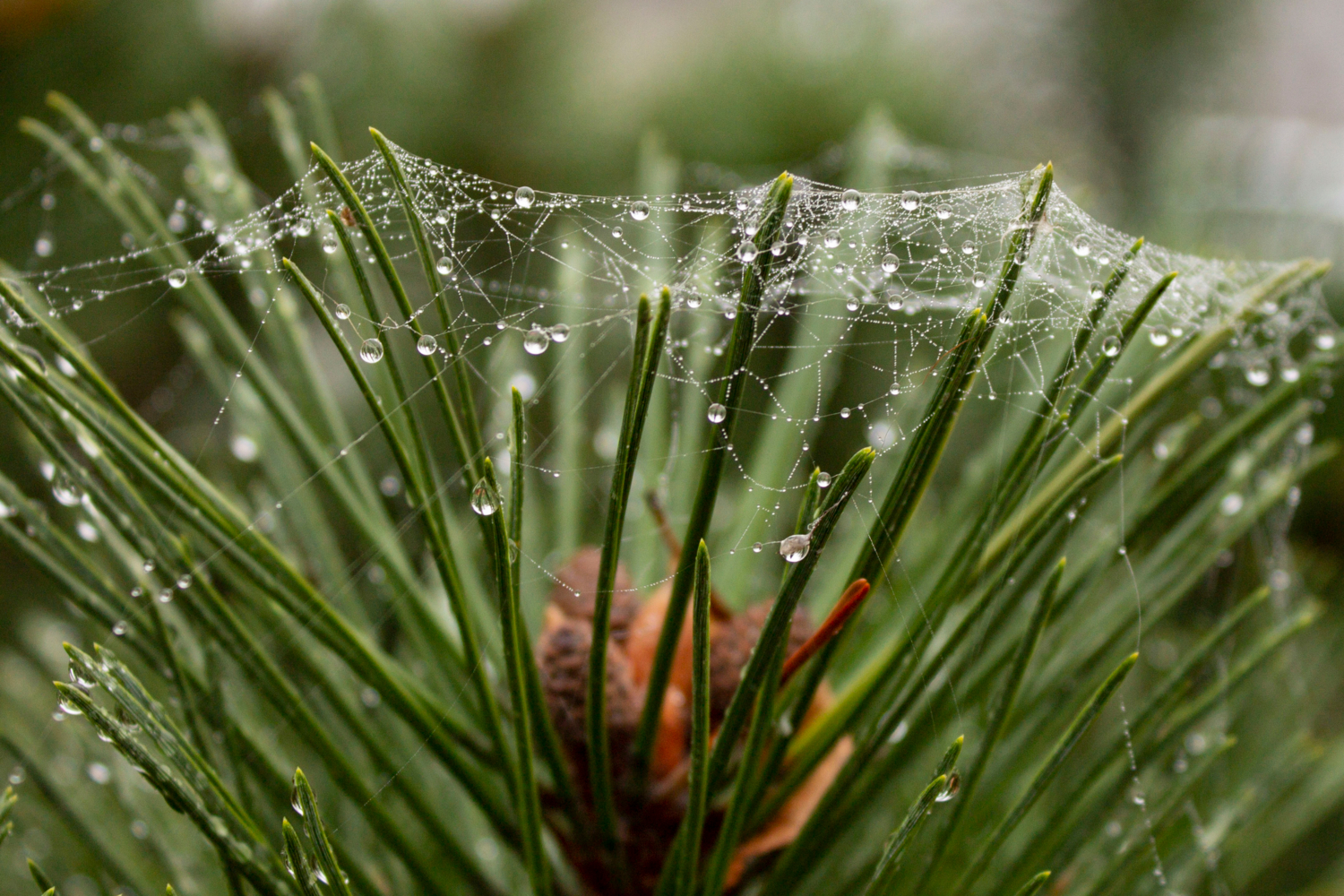 Смотрю с восторгом на душистую росу