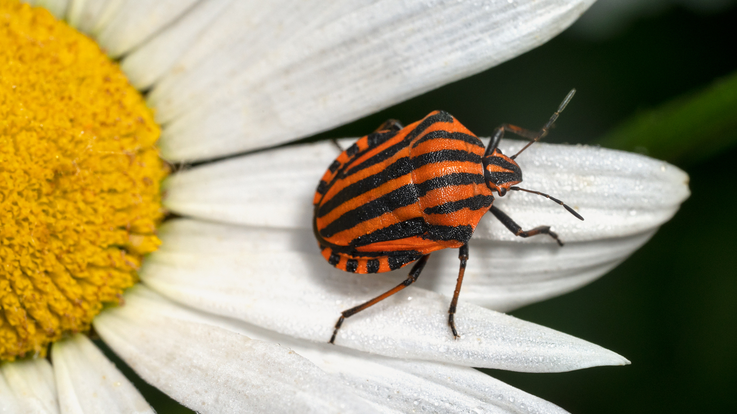 Элегантный итальянец