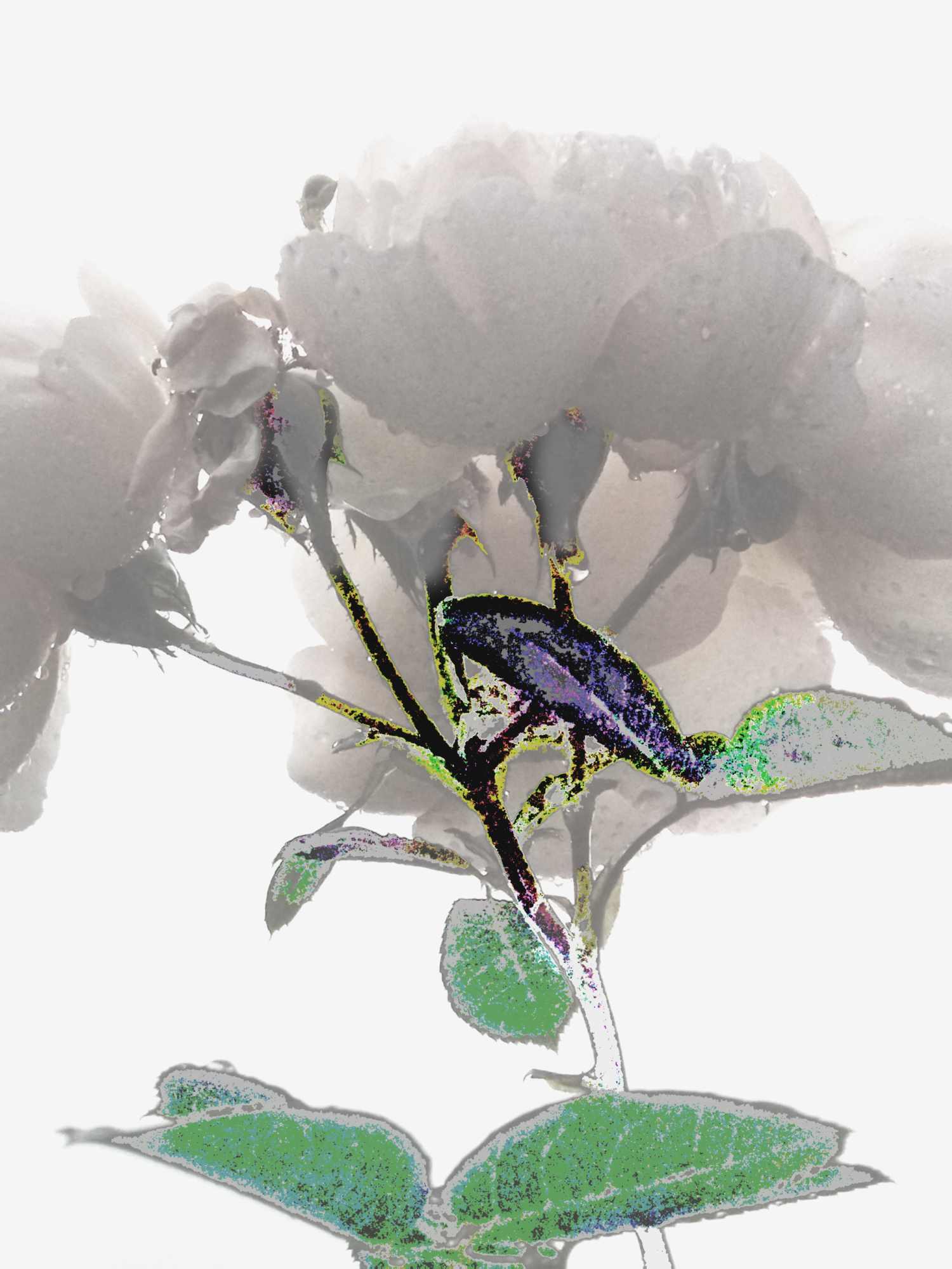 утренний таулет