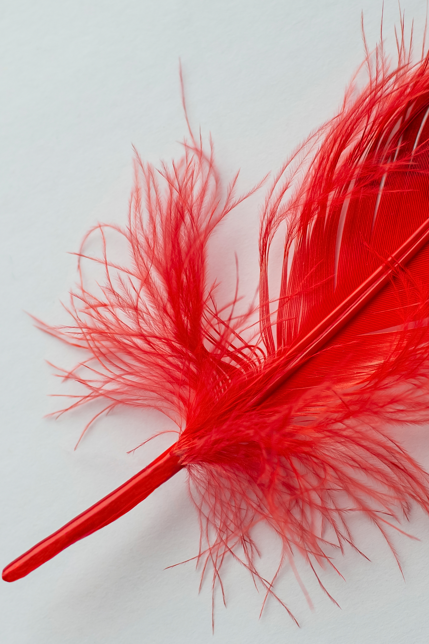 Пёрышко сказочной птицы