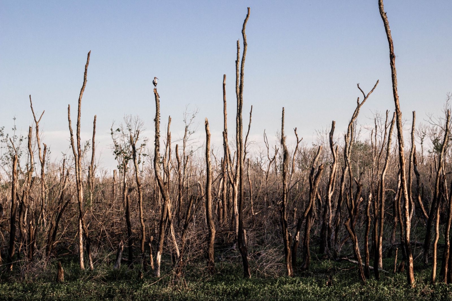 Здесь росли деревья