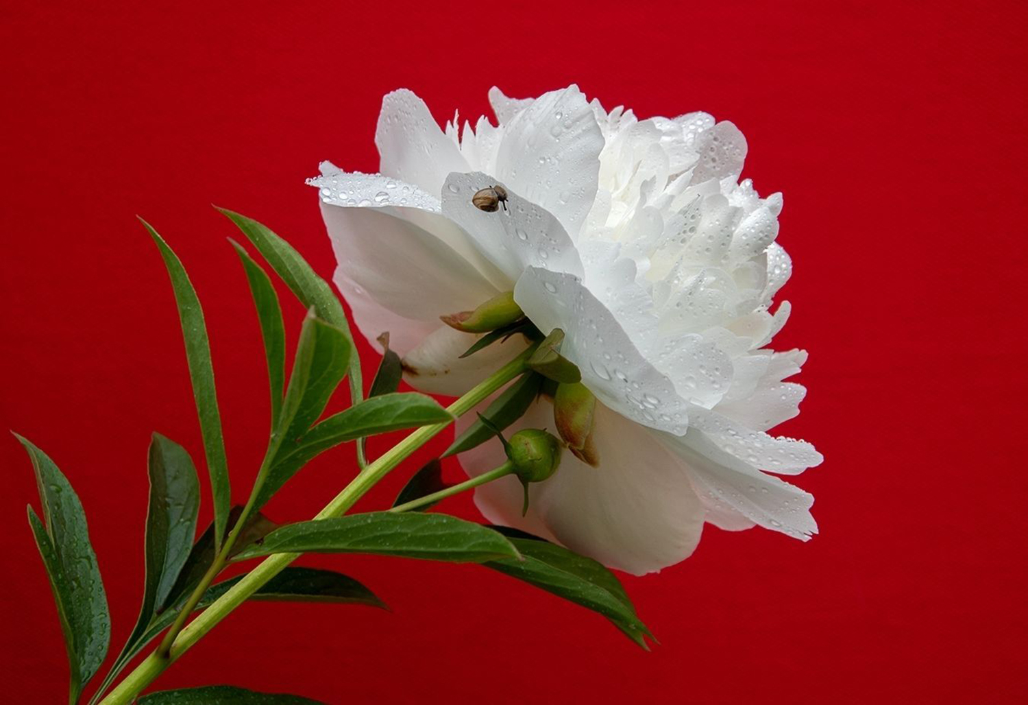 Белый лебедь