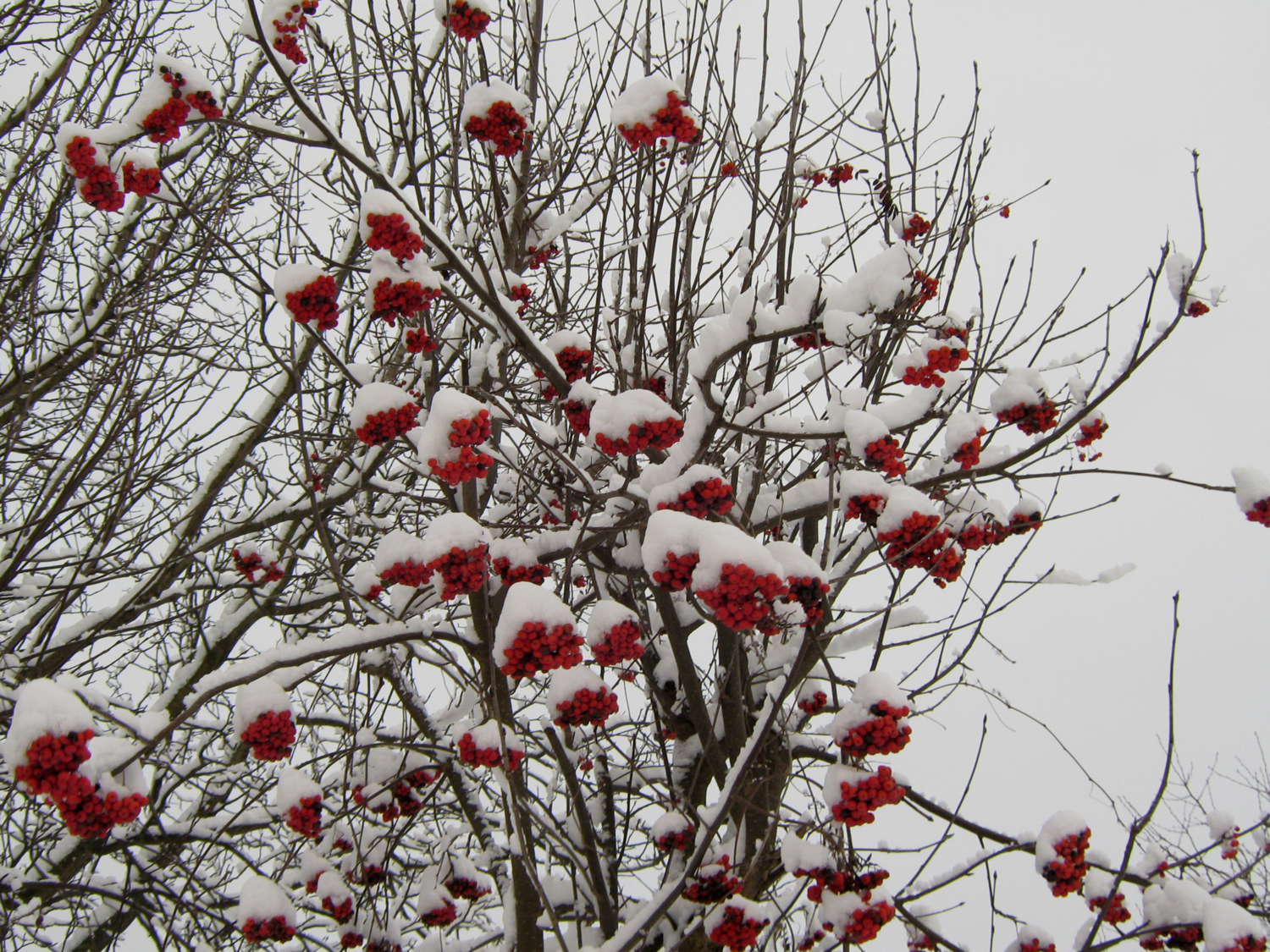 снег на рябинке