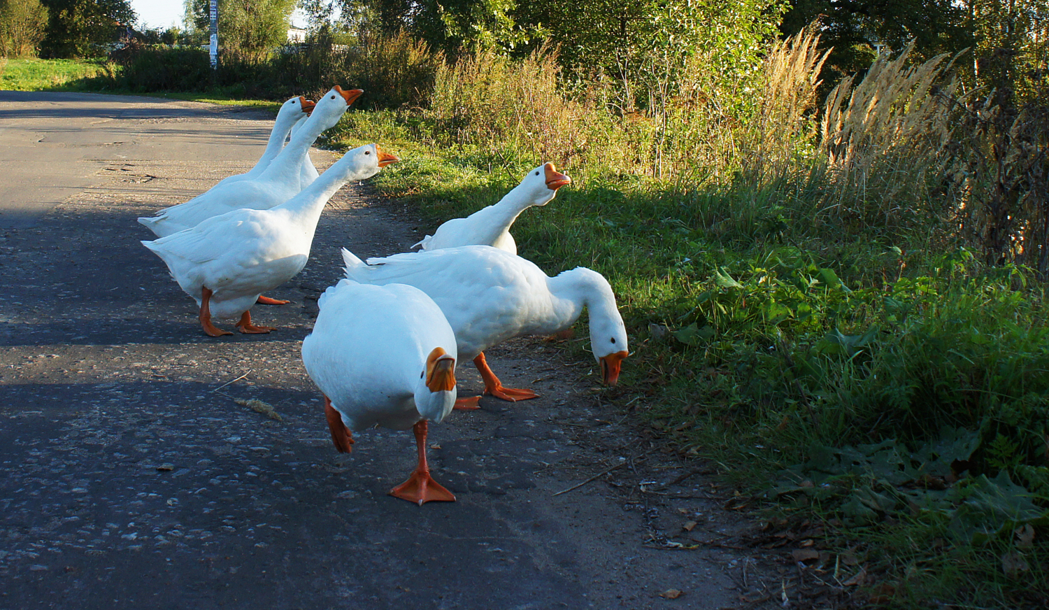 Гуси - гуси ...