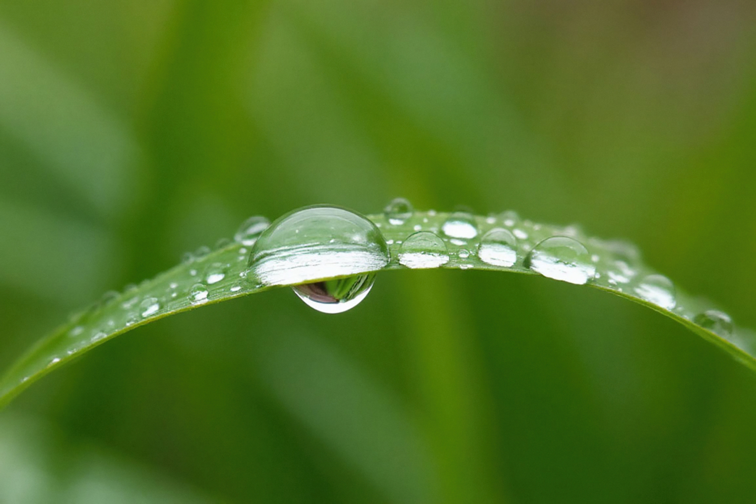 На травинке