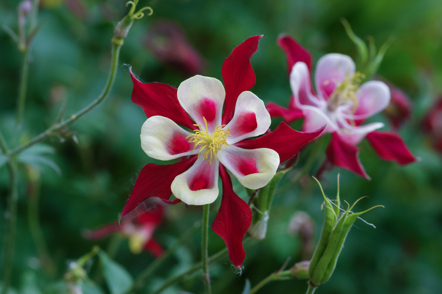 Аквилегия красная звезда