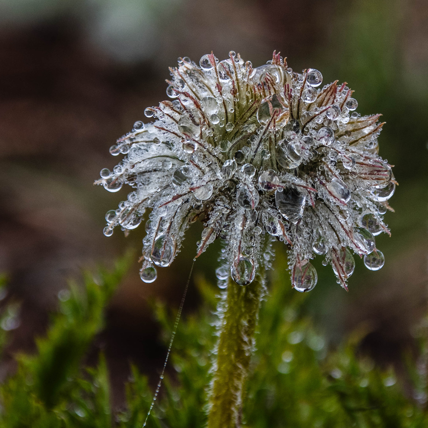Филигранность