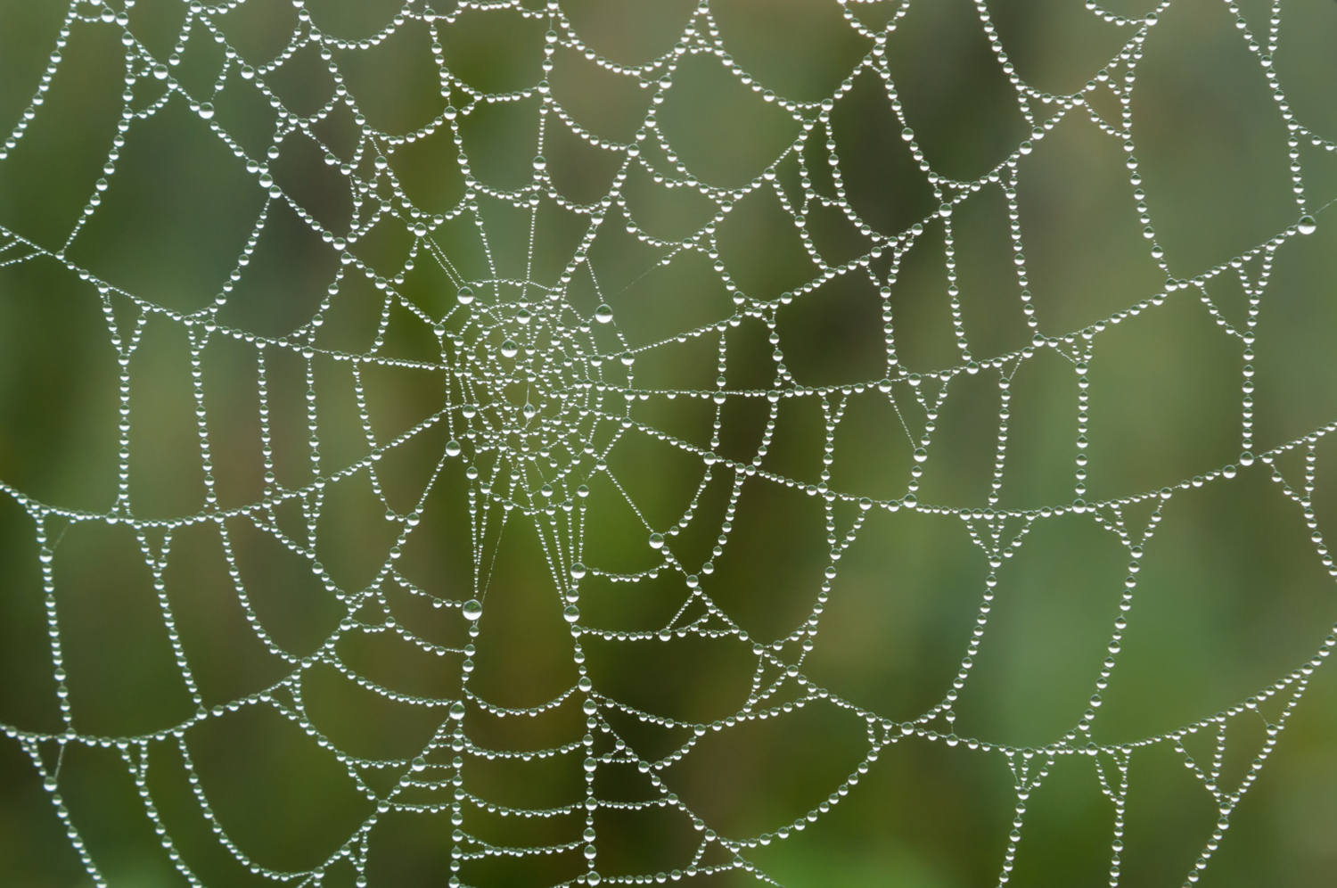 Утреннее кружево