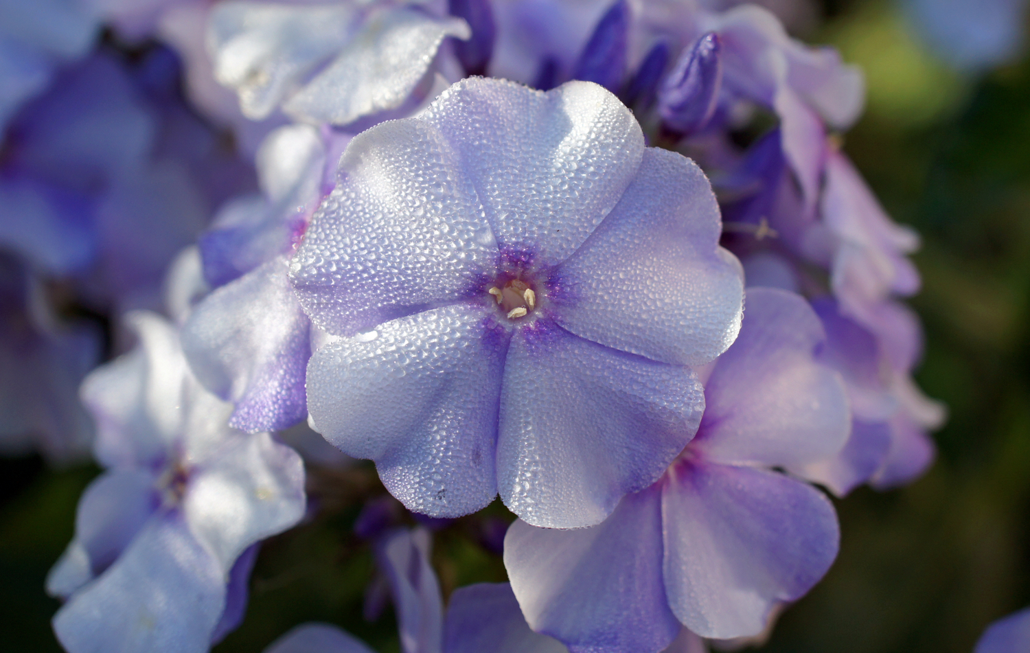 Утро в сереневых тонах