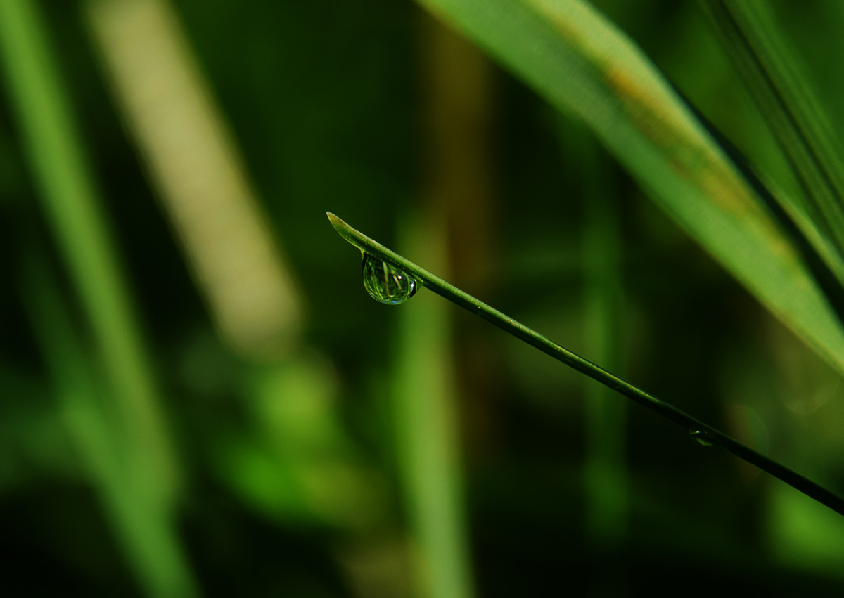 Капелька держись