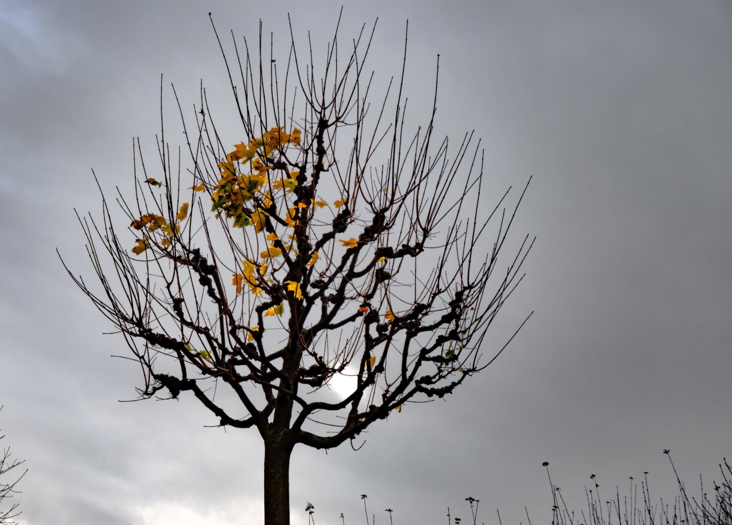 Осеннее солнце