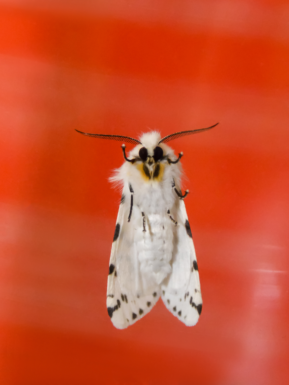 Гостья в белом манто