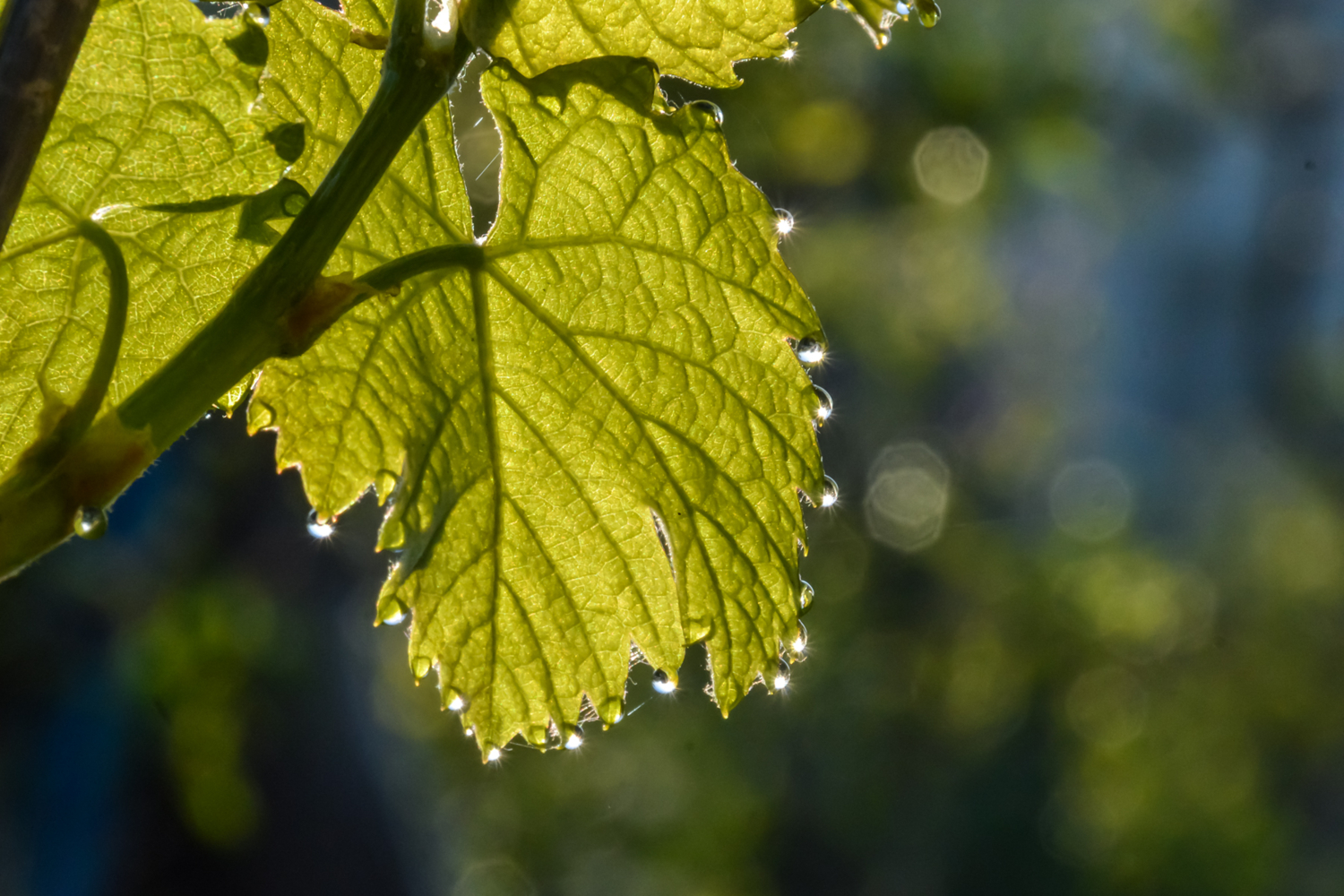 Капельки солнца