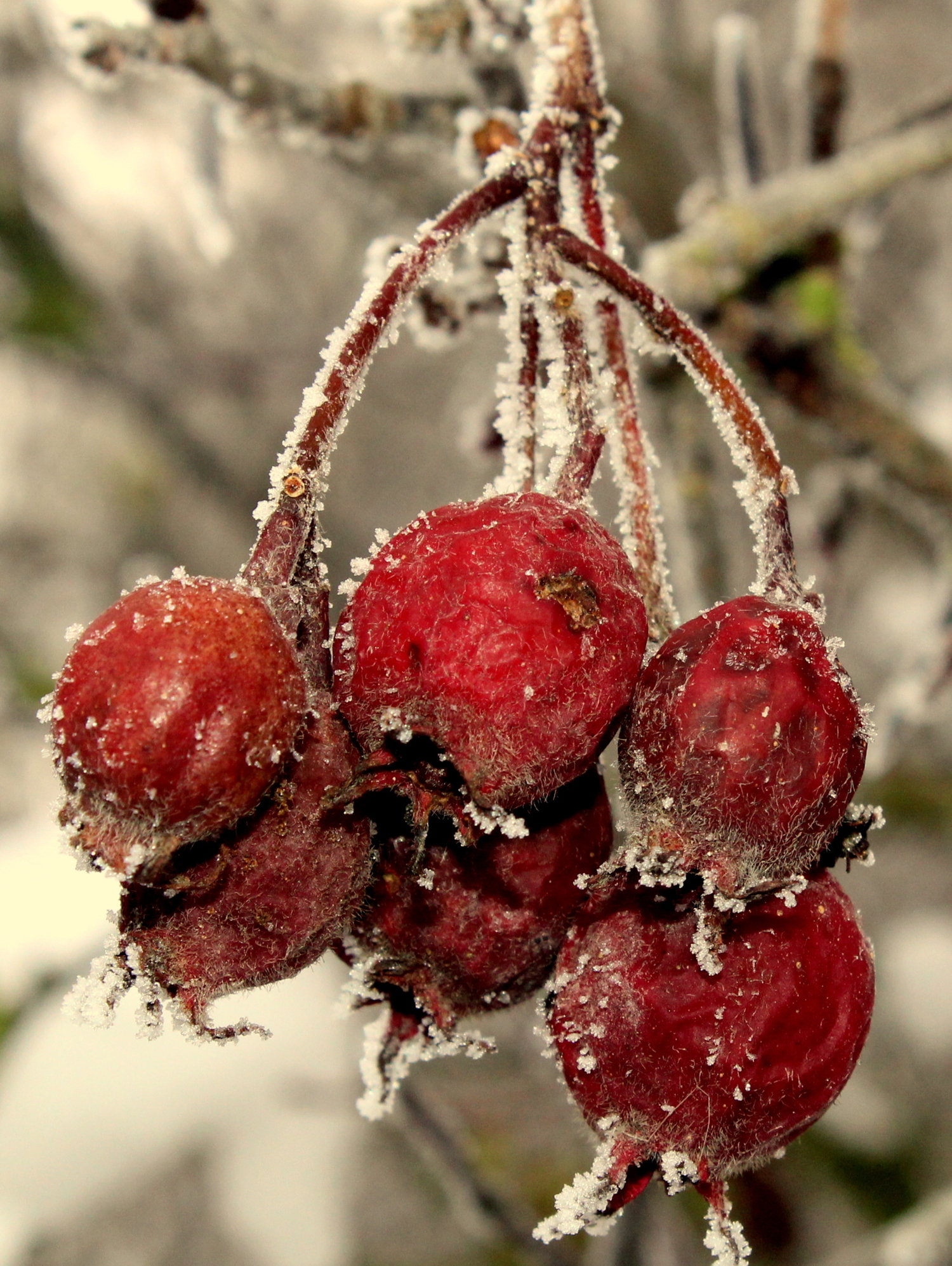 Замерзающий шиповник.