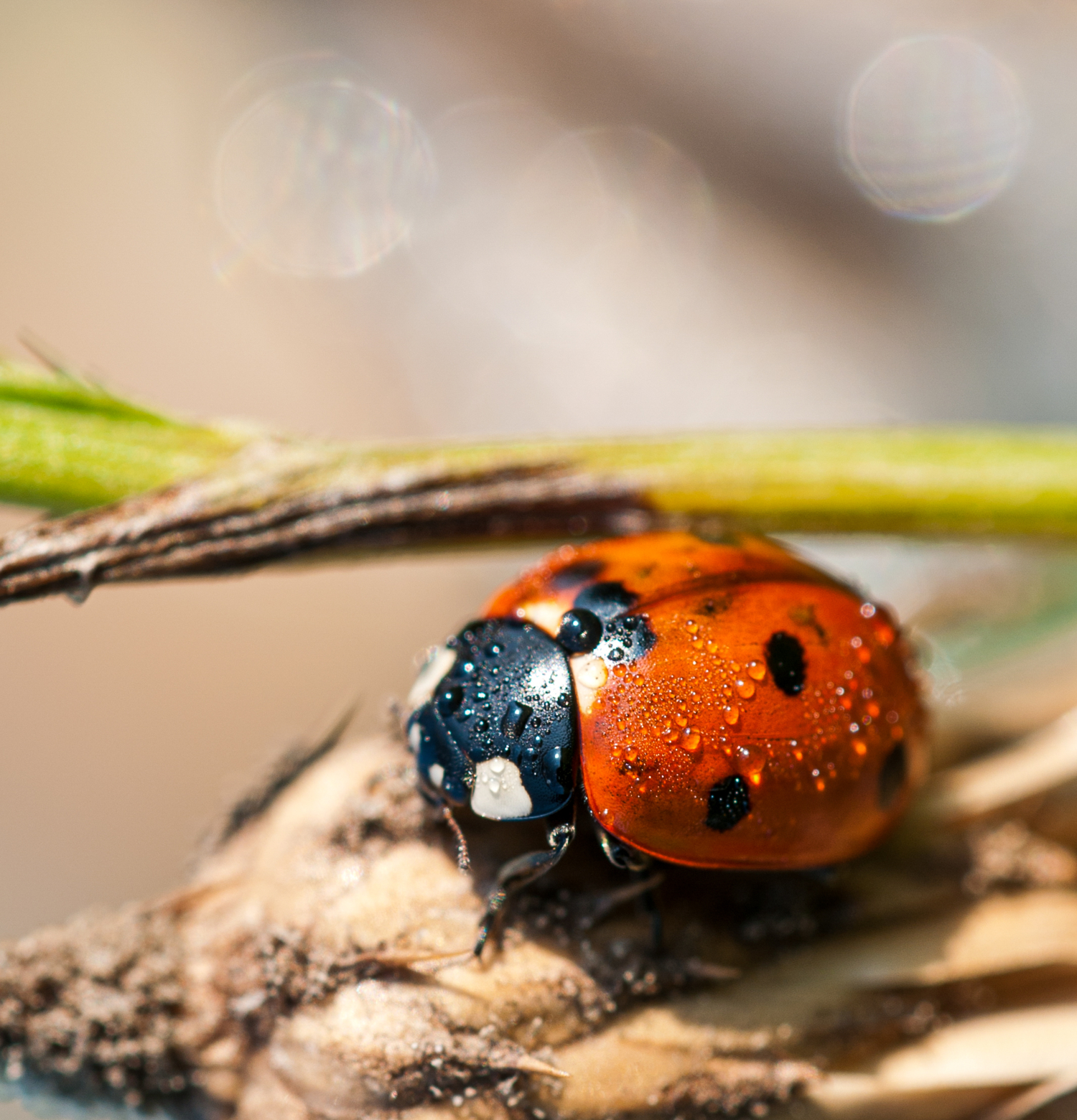 Утренняя гимнастика