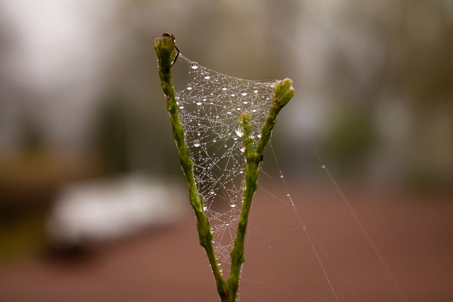 Я молюсь, чтобы росинки, не нарушили работу паука.
