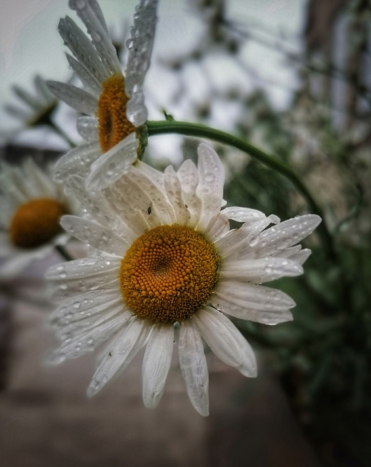 Блестят росинки.