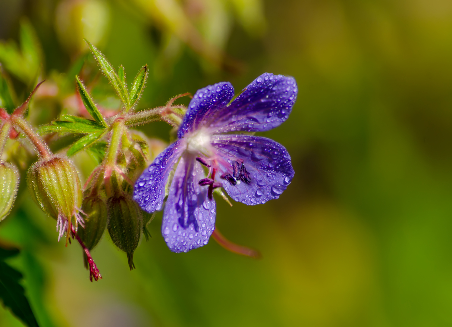 Задумчивость в росе