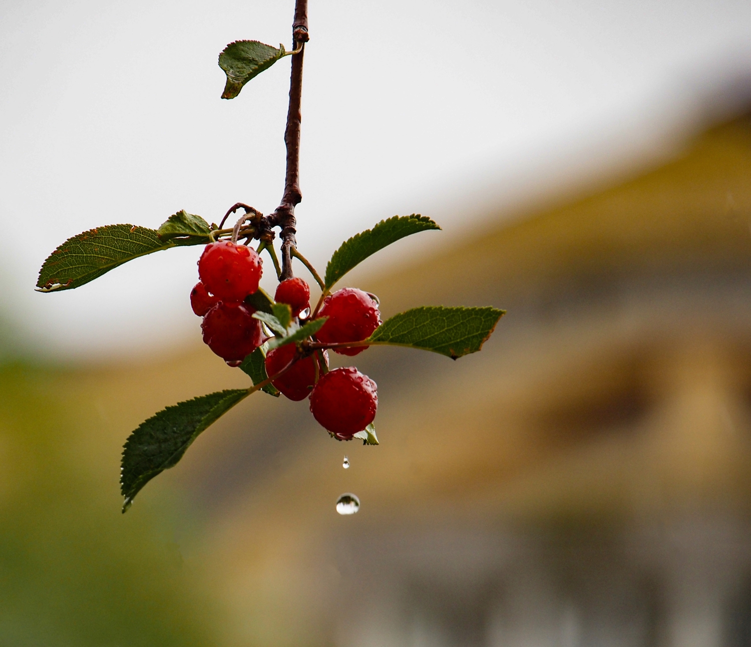 Созрели вишни