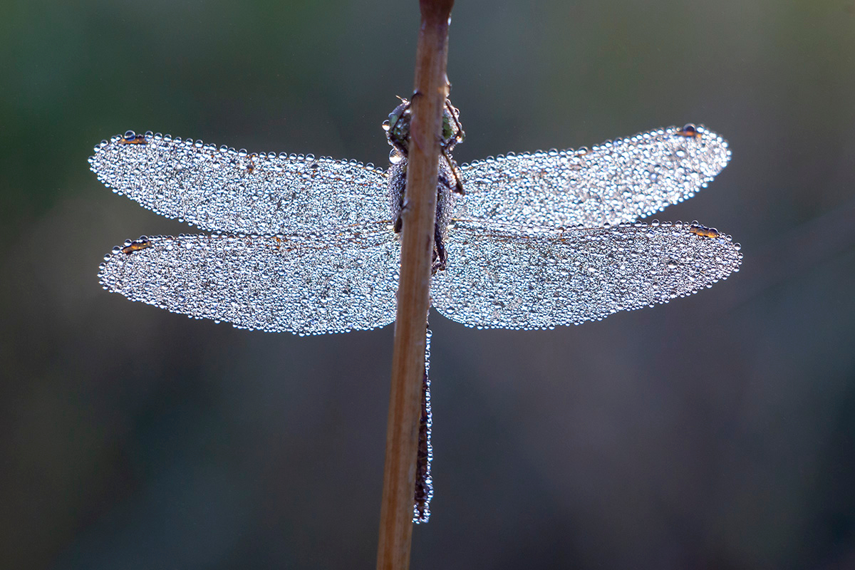 Из мелкого бисера