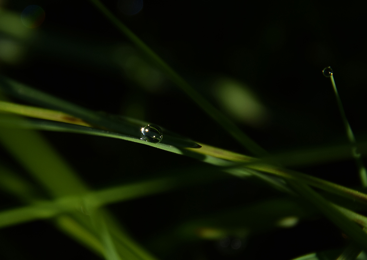 Притаилась