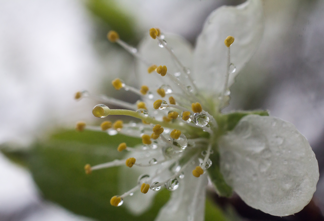 Когда цветут сады