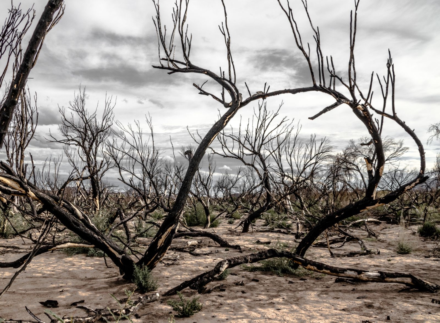 Сожжённый лес