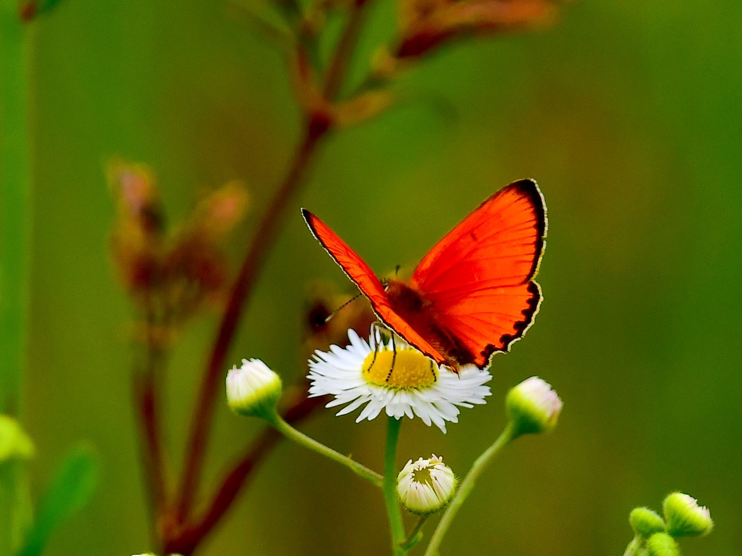Червонец на ромашке