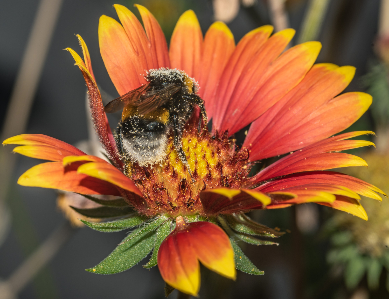 Пыльца  на цветке...