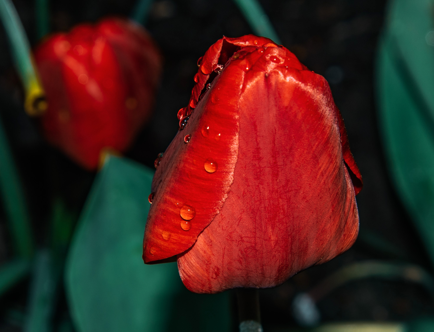 роса на цветке