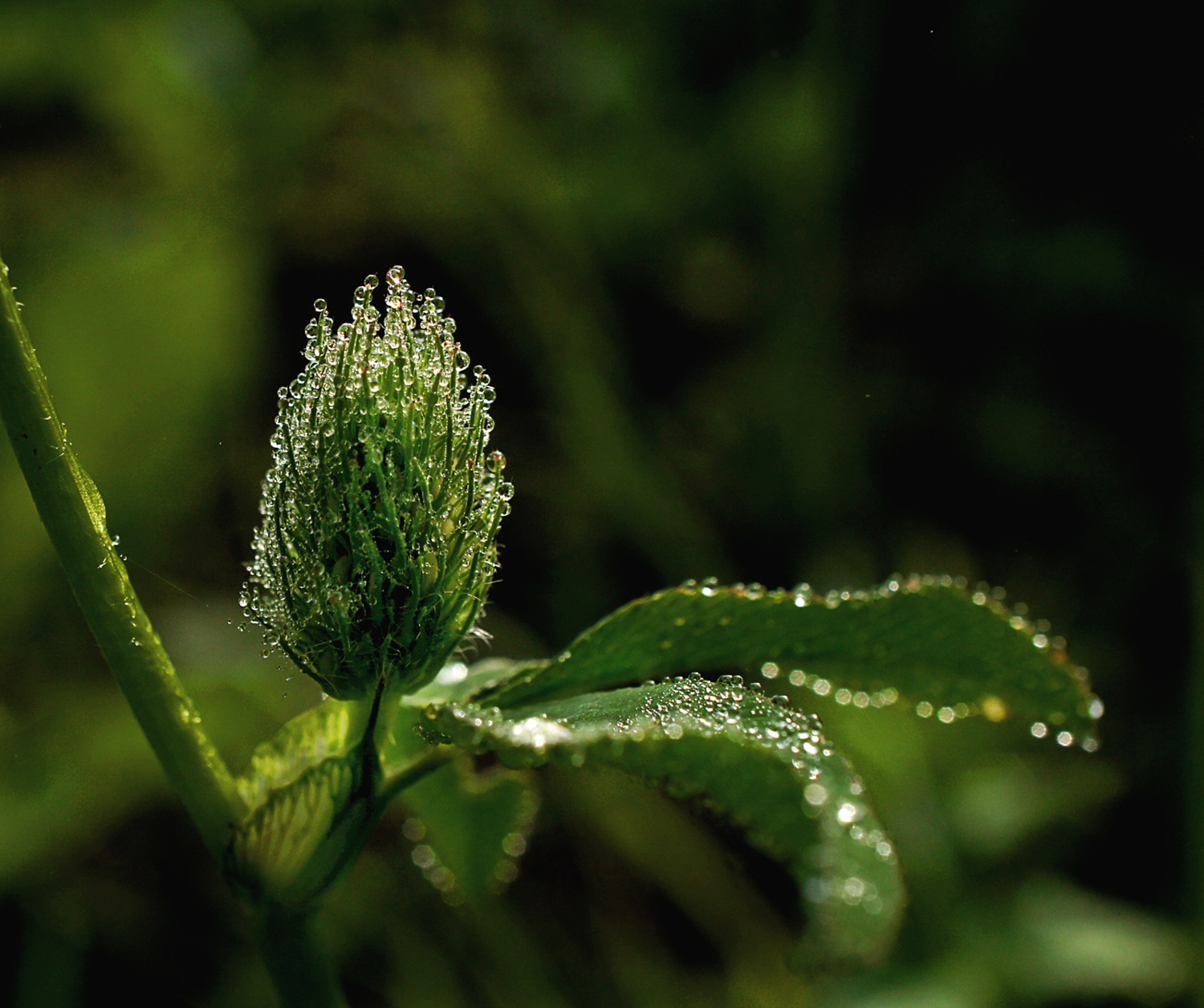Утреннее украшение