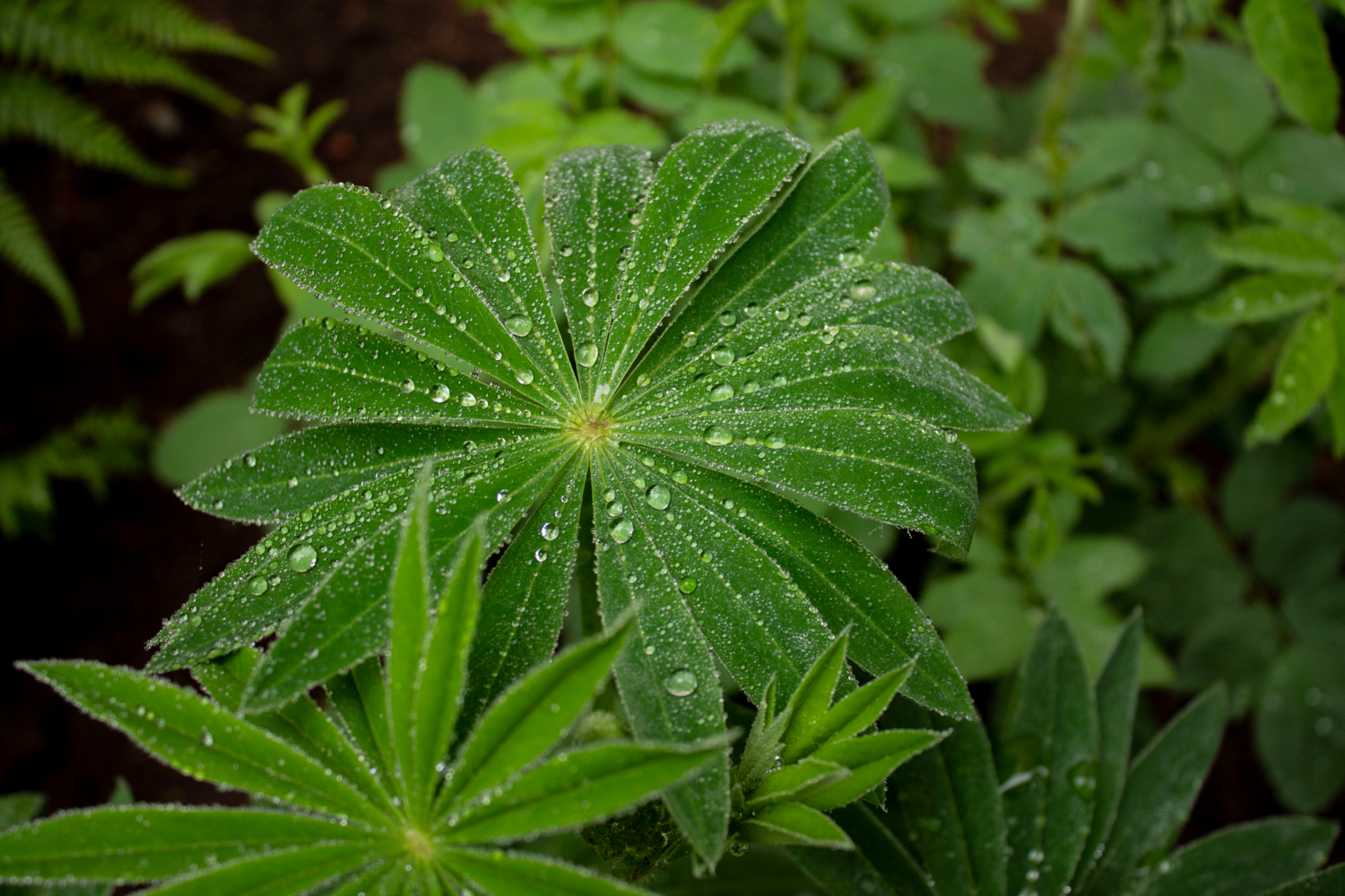 Везде роса в застывших каплях.