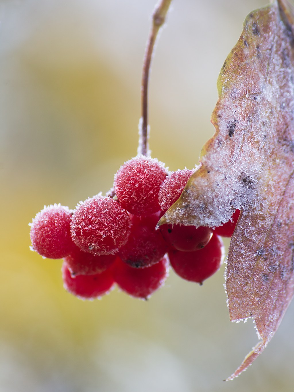 Первый заморозок