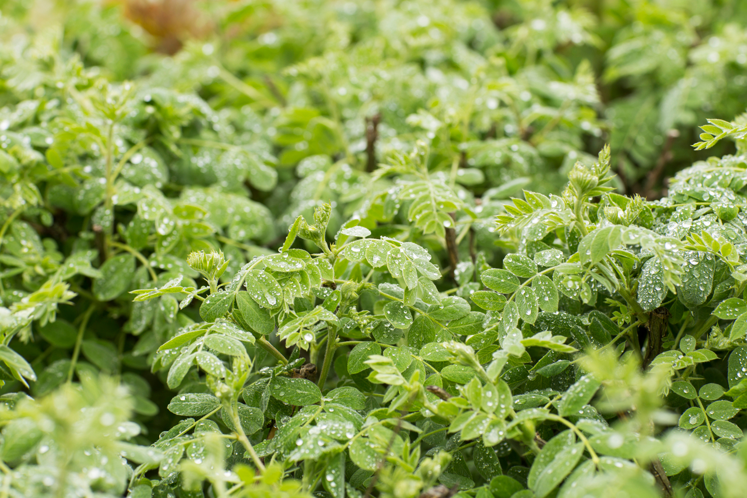 ранняя прогулка